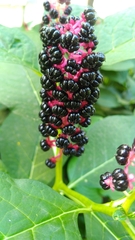 Phytolacca