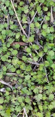 Leptinella squalida squalida