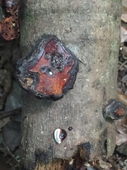 Ganoderma boninense