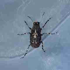Sphinctotropis paviei