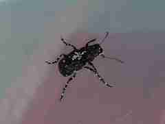 Sphinctotropis paviei