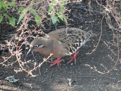 Zenaida galapagoensis