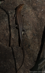 Trachylepis varia