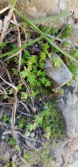 Crassula mataikona