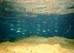 Aldrichetta forsteri