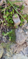 Crassula mataikona
