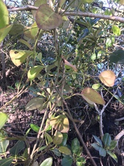 Vincetoxicum carnosum