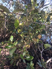 Vincetoxicum carnosum