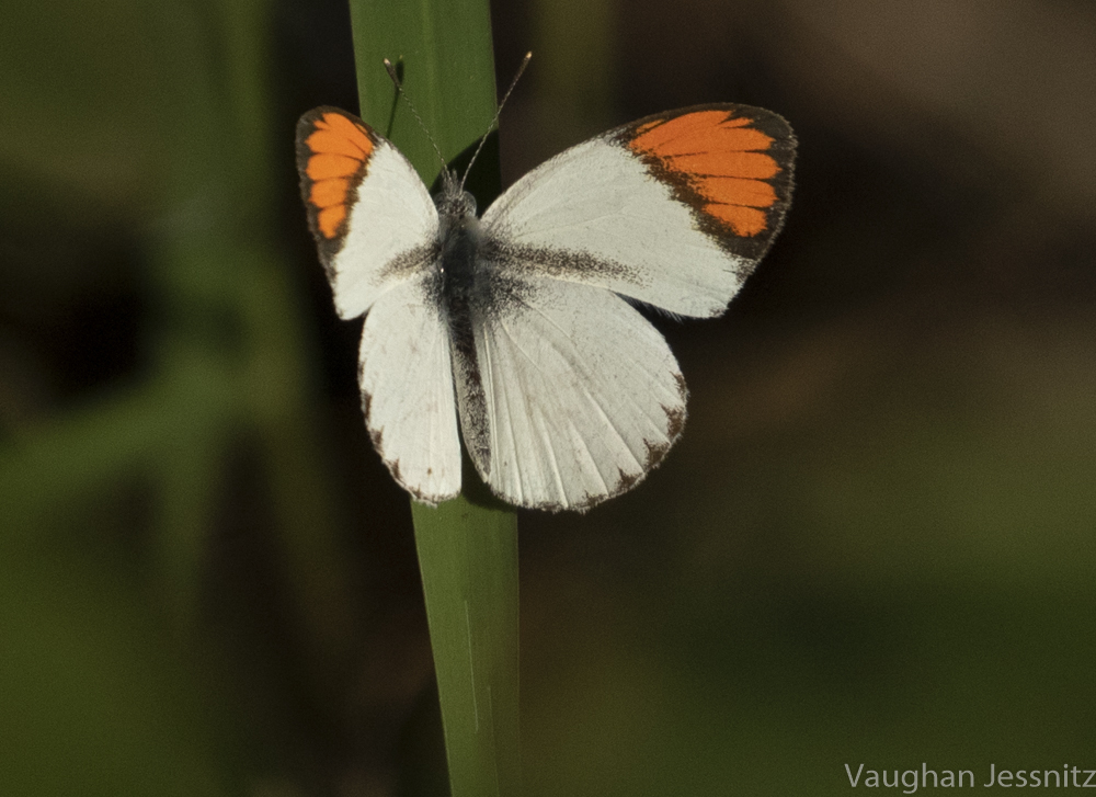 Bushveld Orange Tip