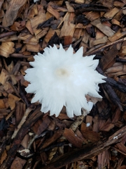 Amanita bisporigera