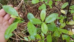 Ascarina lucida lucida