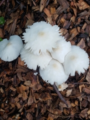 Amanita bisporigera