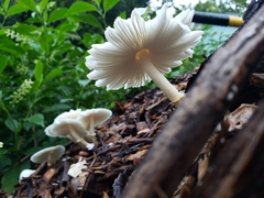 Amanita bisporigera
