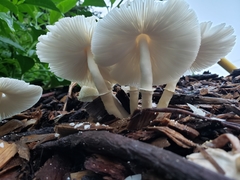 Amanita bisporigera