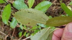 Ascarina lucida lucida