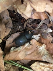 Dorcus parallelipipedus