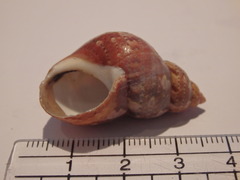 Phasianella ventricosa