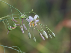 Dianella rara