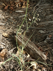 Dianella rara
