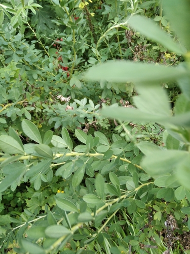 Chamaecytisus ruthenicus, photograph 1