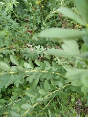 evgeniq_benihanov, CC BY, iNaturalist via GBIF Chamaecytisus ruthenicus, photograph evgeniq_benihanov, CC BY, iNaturalist via GBIF