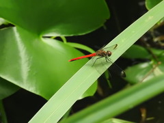 Sympetrum risi