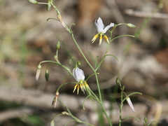 Dianella rara