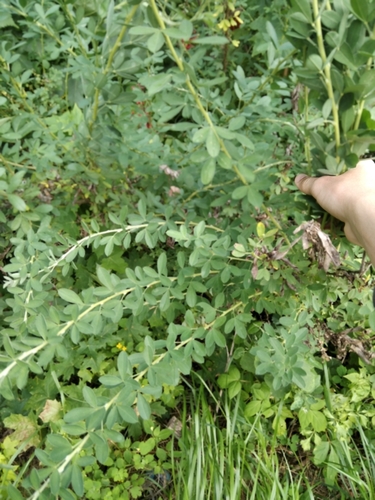 Chamaecytisus ruthenicus, photograph 2