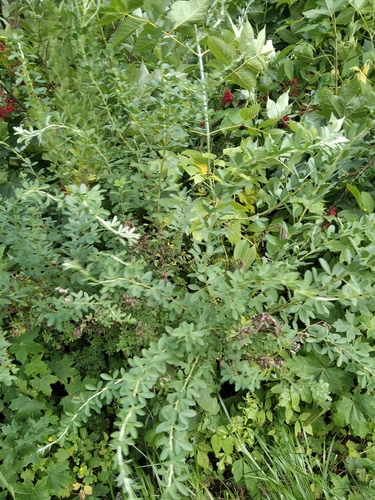 Chamaecytisus ruthenicus, photograph 3