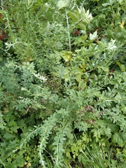 evgeniq_benihanov, CC BY, iNaturalist via GBIF Chamaecytisus ruthenicus, photograph evgeniq_benihanov, CC BY, iNaturalist via GBIF