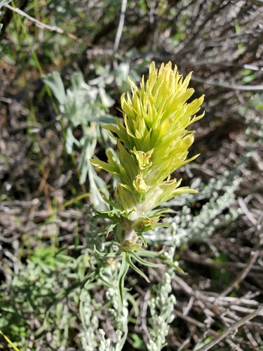 Image of Castilleja cervina by no rights reserved