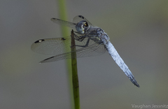 Palpopleura deceptor