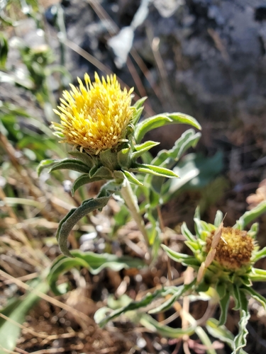 Pyrrocoma carthamoides