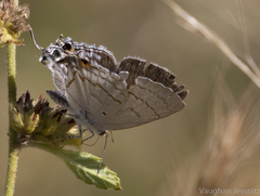 Hypolycaena philippus
