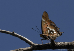 Charaxes jahlusa