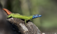 Platysaurus intermedius
