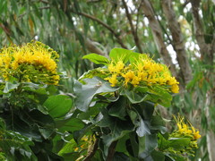 Deplanchea tetraphylla