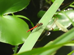 Sympetrum risi