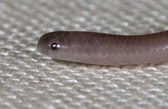 Myriopholis longicauda