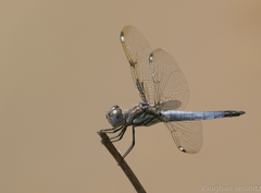 Palpopleura deceptor