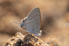 Hypolycaena philippus