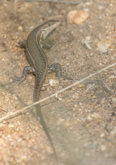 Trachylepis varia
