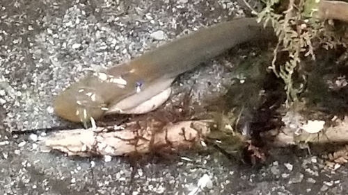Lamprey (Geotria australis) — Geotriidae — 5
