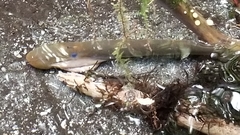 Pouched Lamprey photo 3