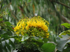 Deplanchea tetraphylla