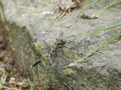 Orthetrum albistylum speciosum