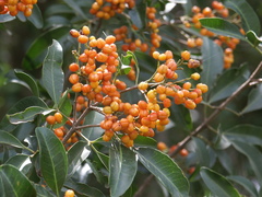 Dinosperma erythrococcum