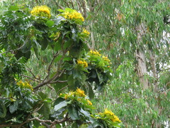 Deplanchea tetraphylla