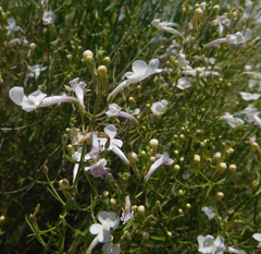 Penstemon ambiguus
