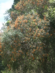Dinosperma erythrococcum